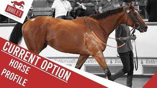 Current Option Horse Profile - Dooley Thoroughbreds