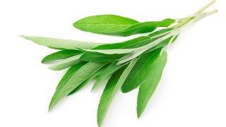 Health Benefits of Sage