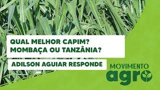 Qual o melhor Capim? Mombaça ou Tanzânia?