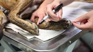 How To Measure Your Dog's Nails For ToeGrips - Get The Correct Size For Your Dog