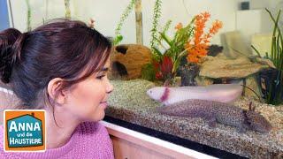 Axolotl | Information für Kinder | Anna und die Haustiere
