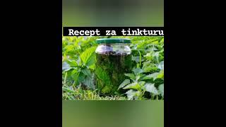 LJEKOVITOST KOPRIVE ZA KOSU I ZDRAVLJE / RECEPT ZA TINKTURU 