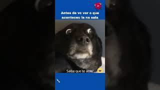  #shortes #memes #cachorro #cachorroengraçado