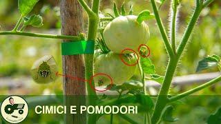 Rimedi BIOLOGICI contro le CIMICI - Il contadino Nick