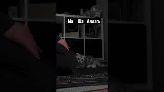 Намаз из 5 столпов Ислама