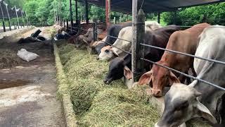 Engorde en corral en Colombia