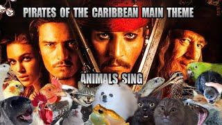 Pirates of Caribbean Theme but it sounds like animals