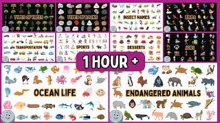 Ocean Life, Insects, Trees, Endangered Animals & Many More - (1 Hour +)  Educational Videos for Kids