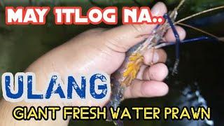 After 1 Month may EGG na ang Aking "ULANG" Giant Fresh Water Prawn