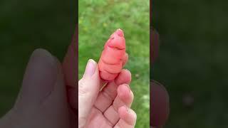 Rare & Mind Blowing Vegetables In the World #weirdfacts #rare #shorts