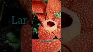 Wolffia || Rafflesia || World's Smallest Flower || World's Largest Flower || Knowledge Unlimited