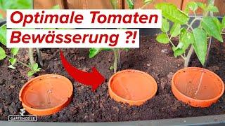 Tomaten Bewässerung  Diese Methode wird dich begeistern! Tomaten richtig gießen!