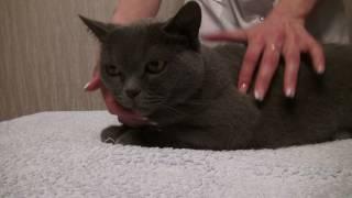 Как чистить глаза и уши кошке с помощью средств DOCTOR VIC