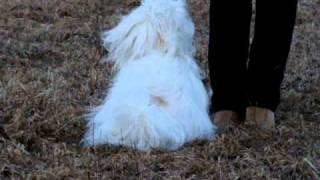 Coton de Tuléar - Chita-Van-El Best of cotton - basic obedience part 2.