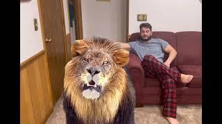 Pet Lion in house, Lion pet in house, Lion pet in Dubai, Lion pets at home, Lion friendship with men