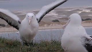 Royal Albatross Chicks Meet And Greet In New Zealand | DOC | Cornell Lab – July 19, 2024