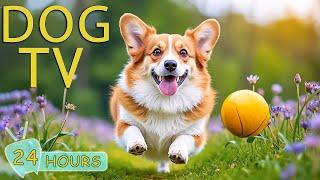 DOG TV: Videos Prevent Anxiety & Keep Dogs Happy When Home Alone - Best Entertain Music for Dogs