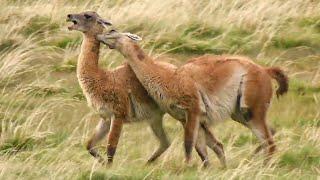 The Wild Patagonia Collection | Top 5 | BBC Earth