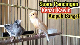 Suara Pancingan Kenari Agar Cepat Kawin Sudah Terbukti Ampuh Dijamin Kenari Langsung CUS