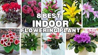 Best Indoor Flowering Plants with identification |Indoor Flower plant |Swaroopa Diaries