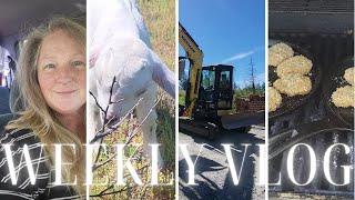 Weekly Homesteading Vlog//Not what I really wanted to do, so glad I did//Tiny house DIY Build
