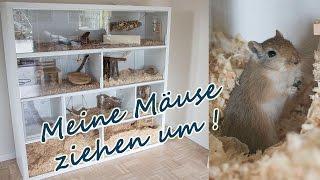 Rennmaus Gehege/ Meine Mäuse ziehen um