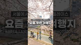 이번 주말에 떠나야할 서울 벚꽃 핫플레이스