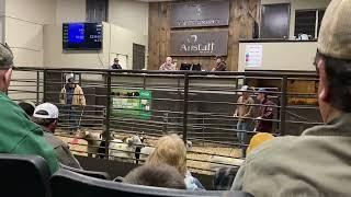 Goat And Sheep Livestock Auction | Harrison Arkansas | Boone County | Cattleman’s Auction Barn