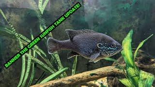 Banner the Green Sunfish Aquarium Update!