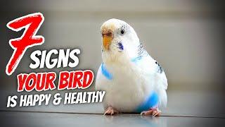 7 Signs Your Bird is VERY Happy and Healthy