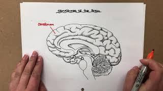 Parts of the brain