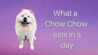 Day In the Life of a Chow Chow & What a Chow Chow eats in a day