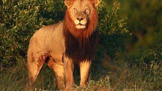 Male Lion Scarred and Limping From a Fight (Ncila)