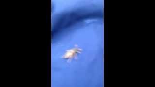 a Bee swinging on my friend's legs must see