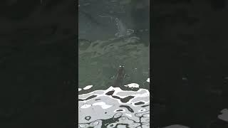 Sturgeon fish : iranian beluga sturgeon fish farm