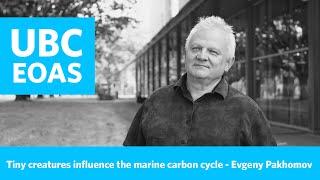 How tiny creatures influence the marine carbon cycle - Evgeny Pakhomov