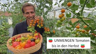 Maximale Tomaten Erträge danke dieser Profi-Tipps  Gesunde Pflanzen, große Ernten bis in den Herbst