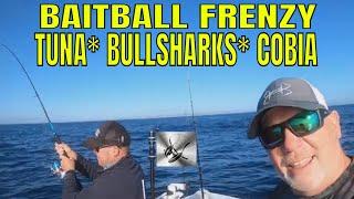 Fishing Bait-balls: Feeding Frenzy Bullsharks, Tuna, Cobia In Mooloolaba!