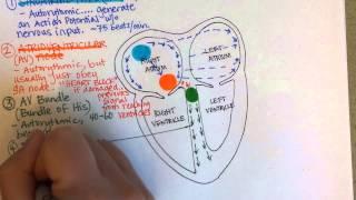 Conduction System of the Heart