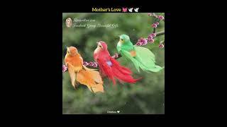 #birds #whatsappstatus #newvideo ️️