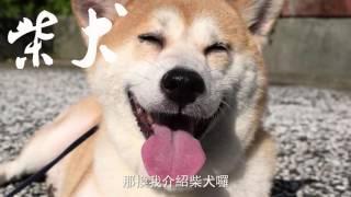 秋田、柴犬傻傻分不清 影片3招教你分