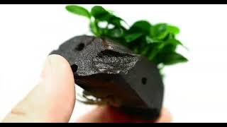 Transform Your Aquarium with Anubias Petite on Driftwood from Aquarium Plants Factory