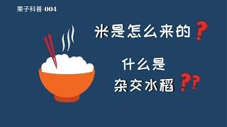 三系杂交水稻？我们米从哪来?什么是杂交？致敬袁隆平院士和他提出的三系杂交水稻法