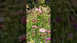 Bees and Butterflies at Chicago Garfield Park Conservatory Slow Motion #iphone16promax #shorts