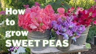 How to Grow Sweet Peas