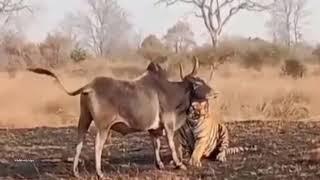 Huge Tiger hunting Bull easily.