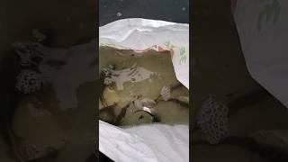 рыбалка, отпускаю плотву, winter fishing in the river