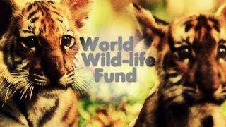 World Wild-Life Fund;