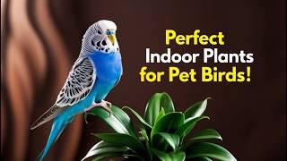 Perfect Indoor Plants for Happy and Healthy Pet Birds! | The Best Bird-Friendly Plants for Your Home