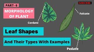 Leaf shapes | Different types of leaf shapes | Leaf -Types | Botany Mantra | Leaf shapes in Hindi